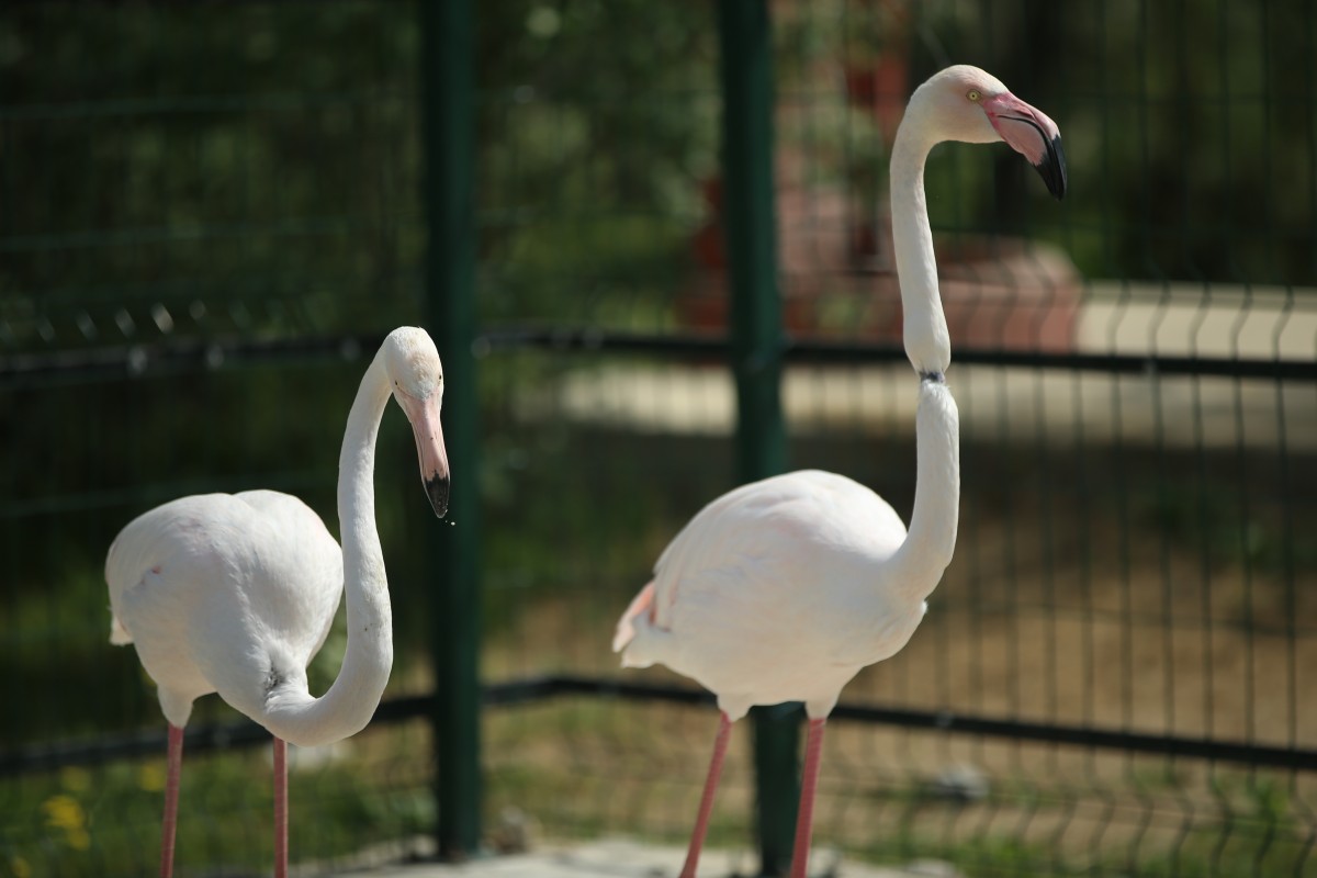 Sakarya'daki tabiat parkı, yaralı yaban hayvanlarına 