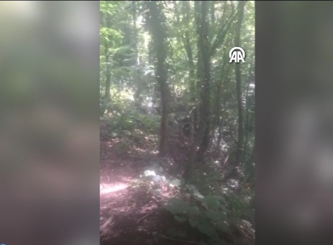 Sakarya'da bir kişi ormanda karşılaştığı ayıyı bağırarak uzaklaştırdı