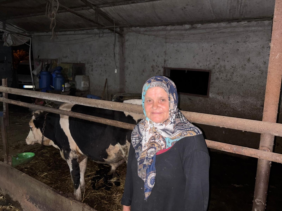 Sakarya'da bir kişi komşusuna ait danayı yaraladığı iddiasıyla gözaltına alındı